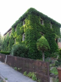 Dům porostlý břečťanem...  A house overgrown with ivy...