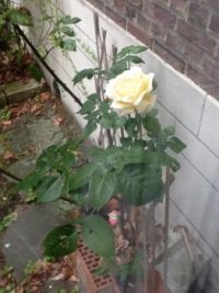 The yellow rose...
