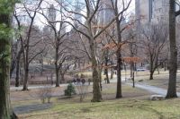 Late Winter in Central Park