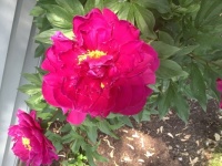 Garden beauty