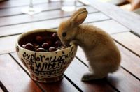 Bunny
