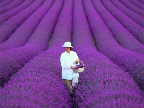 Lavender fields forever.....