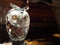 Owl in the Sun