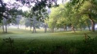 Another view of the Pecan Tree Pasture...in the Morning Mist