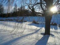 Weeping Winter!
