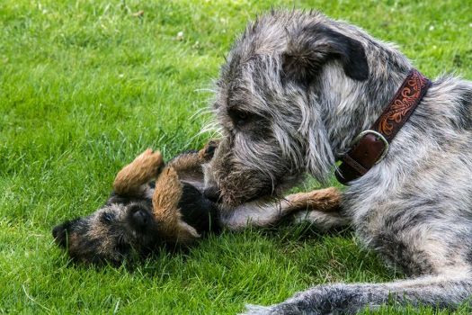 Irish best sale border terrier