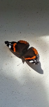 Butterfly-Motýlek