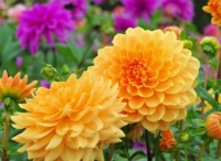 Beautiful Marigolds
