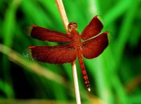 red dragonfly