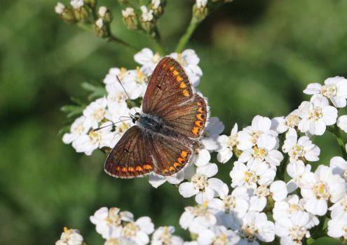 Brown Argus butterfly - Aricia agestis (bruin blauwtje)