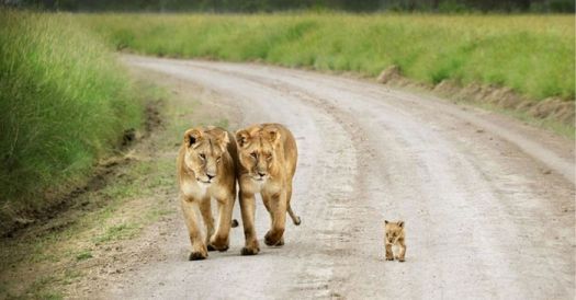 'First walk with the little one..!!'