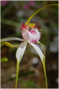 Christmas Spider Orchid or maybe a hybrid - beautiful surprise so late in the season!