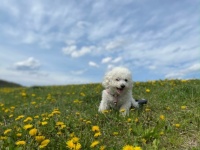 Kate among the dandelions