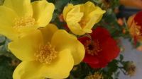 Red-Orange and Yellow on the same rose bush!