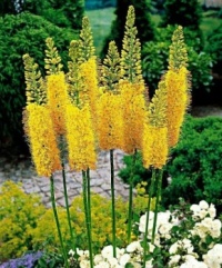 Foxtail lily?