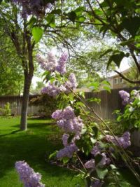 2012 spring backyard