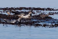 Seals on Treshnish Isles