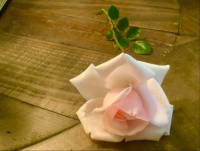 First bloom