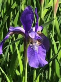 Blue Flag , Wild Iris
