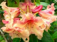 Blushing Rhododendron