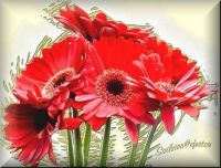 Flores_GERBERAS