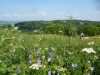 Wild flowers on a hilltop in the Cotswolds