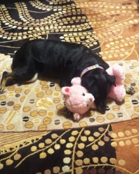 LeeLoo & her pink bear
