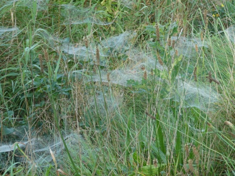 Solve Cobwebs On Grass, Still Wet From Dew. (lost Picture, Now Found 