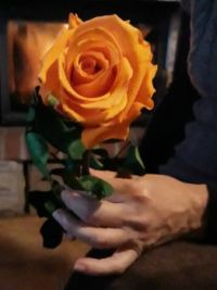 růže pro Pavlínku