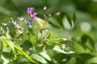 spring Bialowieza