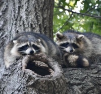 Racoons in Central Park,  New York City,  NY