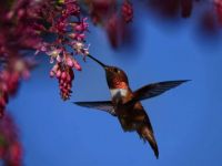 Allens Hummingbird
