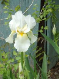 early white iris