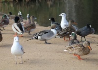 Sharing breakfast, Buena Vista Park, Vista, California
