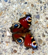 Motýl