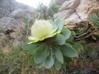 Protea nitida