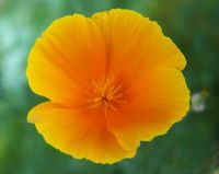 Orange Poppy