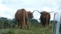 Highland Cattle in Norfolk