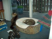 Pumpkin checking out the weather and Princess having a nap