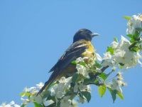 orioles seem to love the blossoms