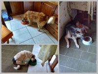 TRES CAES - three dogs, each has a way of eating