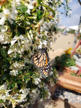 butterfly01