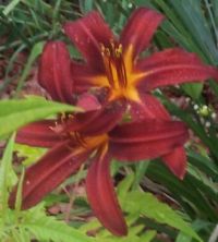 another one of my day lilies - crimson pirite
