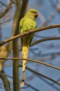 Parakeet, Belgium
