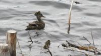 Baby Ducks