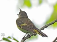 American Redstart - and a surprise!