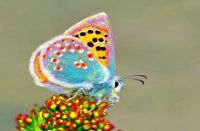 Colorado Hairstreak's Butterfly..Haffadenicar