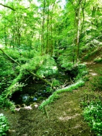 The Ravine. Roundhay Park