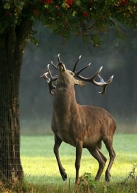 Stag at Wollaton Hall, Nottingham