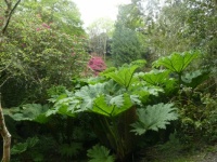 Gunnera and Rhododendrons, Trebah Gardens, Cornwall